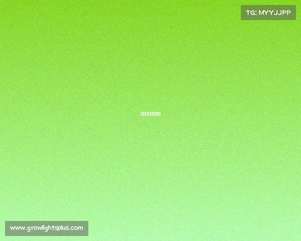 新风采是什么意思